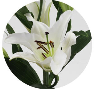 Лилия гибрид белая