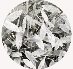 Хасмантиум крашеный белый (White)