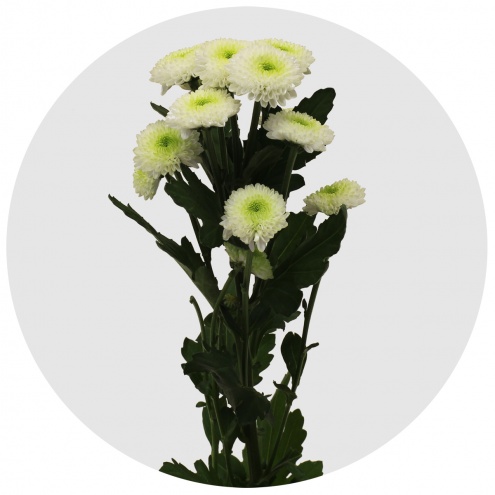 Хризантема кустовая Сантини Калимеро белая (Santini Calimero white)