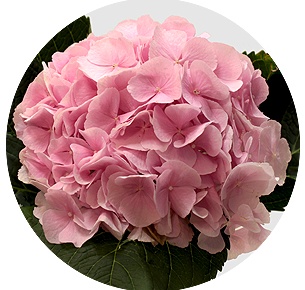 Гортензия Верена розовая (Verena Pink)