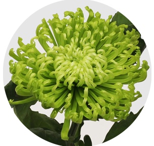 Хризантема одноголовая Анастасия зеленая (Anastasia green)