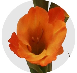 Гладиолус оранжевый