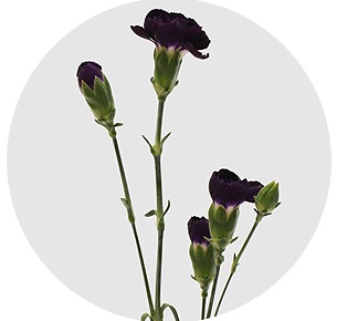 Гвоздика кустовая Генетиш тёмно-лиловая (Genetisch dark lilac)